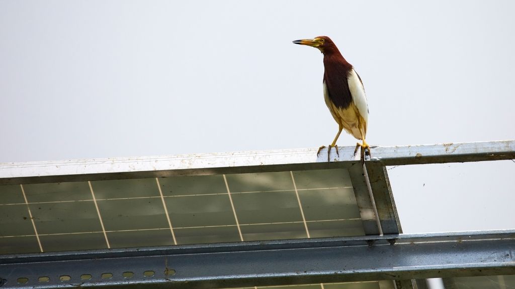 How To Keep The Birds Away From Solar Panels? (6 Easy Ways)